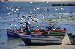 Cape Town West Coast